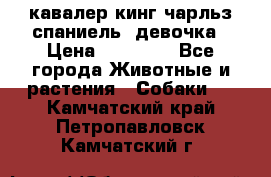  кавалер кинг чарльз спаниель -девочка › Цена ­ 45 000 - Все города Животные и растения » Собаки   . Камчатский край,Петропавловск-Камчатский г.